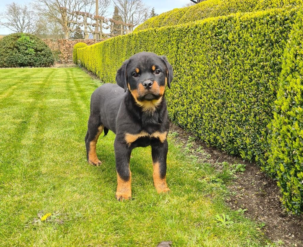 rottweiler pups reutjes, Parvo, België, 8 tot 15 weken, Meerdere