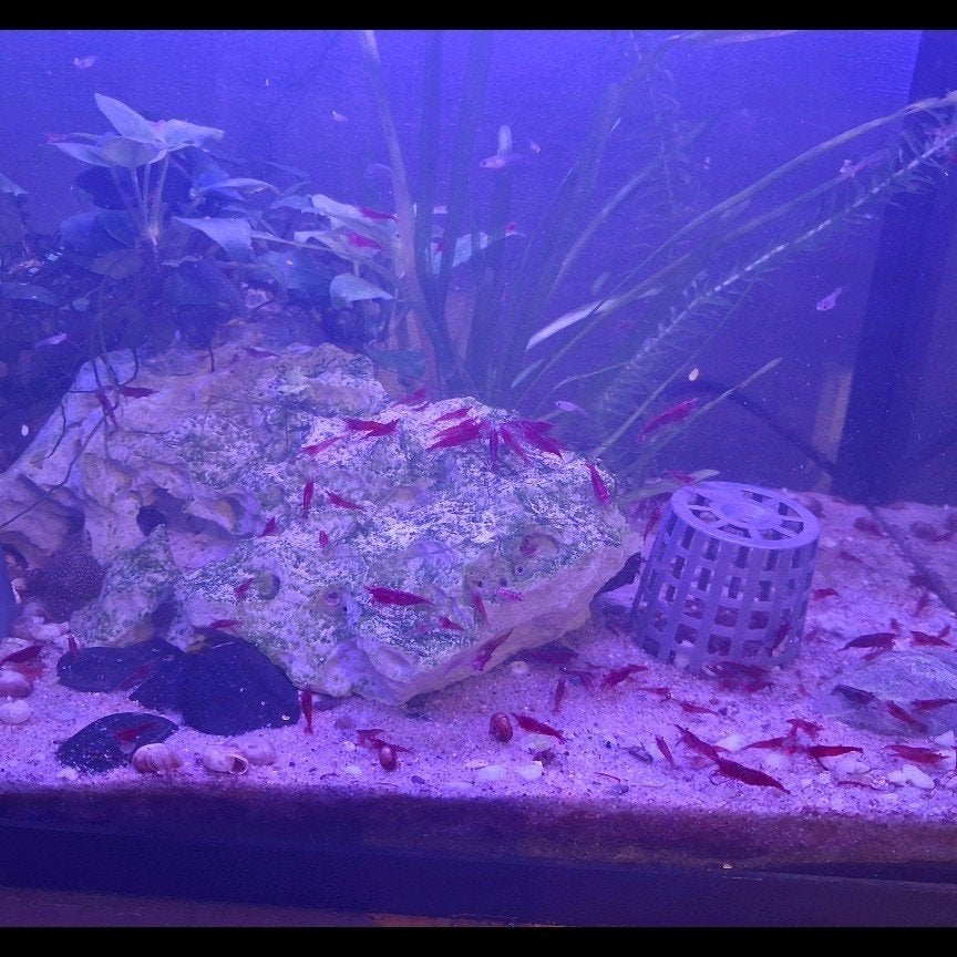 vuurgarnalen 10+1 gratis neocaridina garnalen, Dieren en Toebehoren