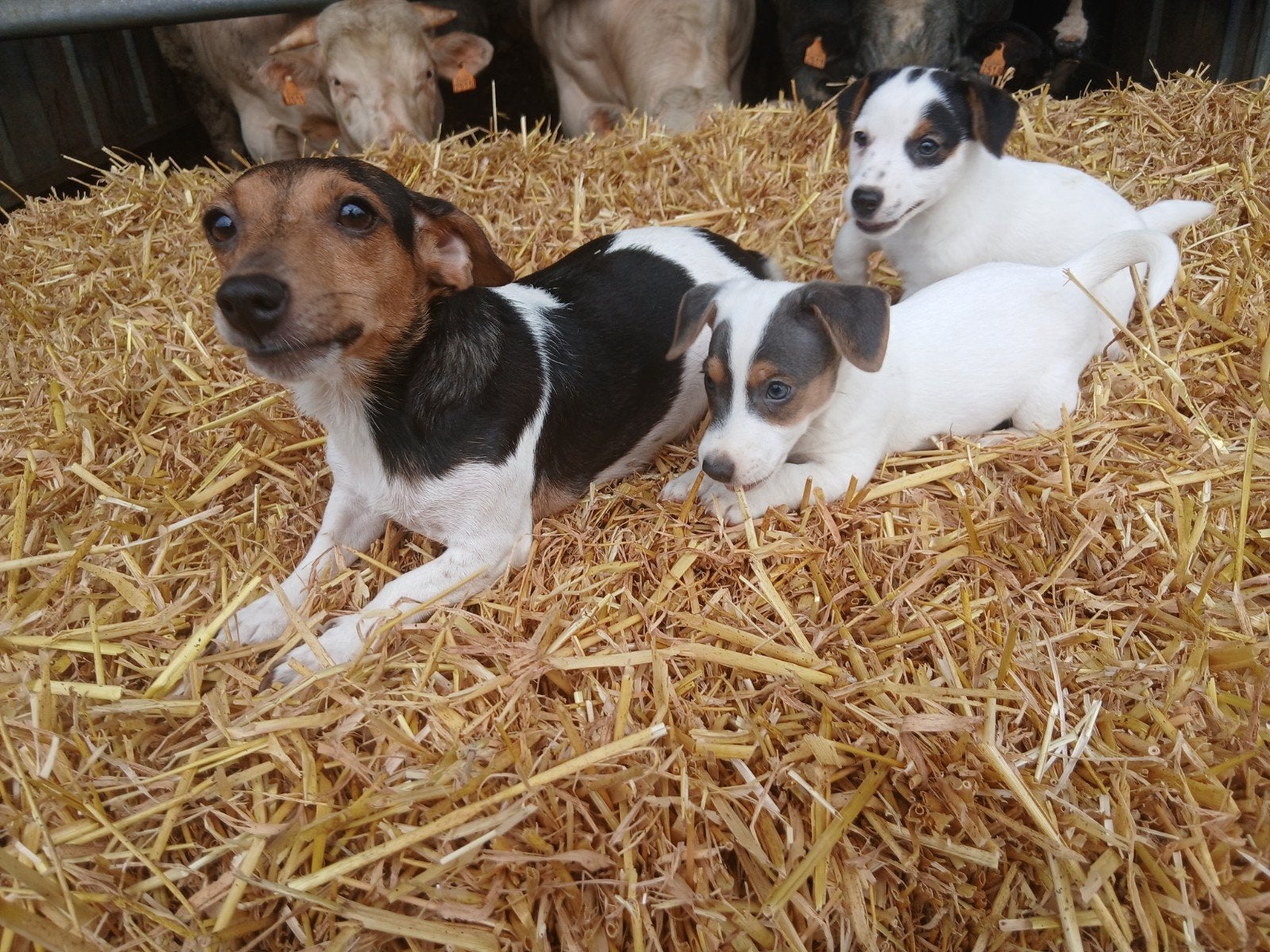 Jack Russel, België, Jack Russell Terriër, 8 tot 15 weken, Teef