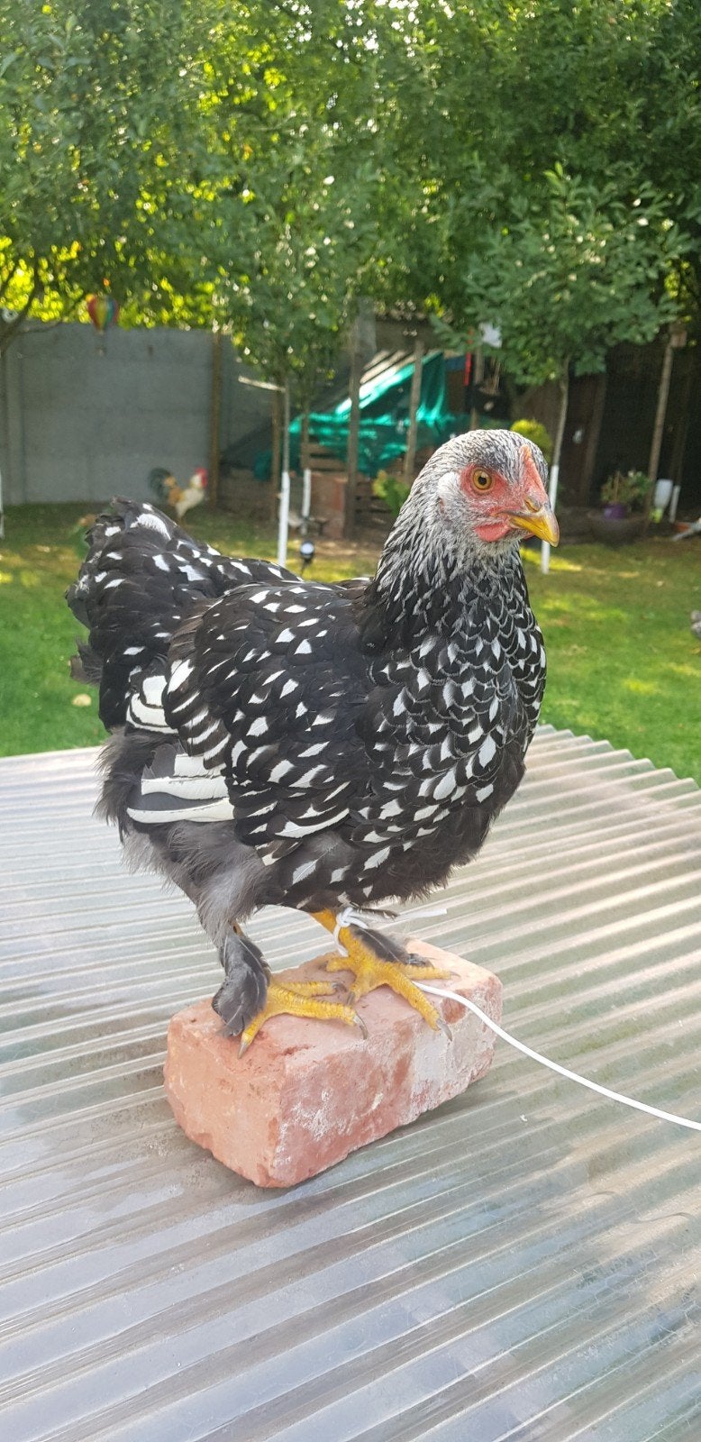 Zwarte wyandotte kip, Dieren en Toebehoren, Kip