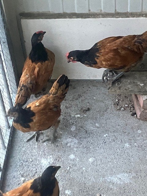 jonge kippetjes en haantjes Vorwerk, Dieren en Toebehoren, Pluimvee