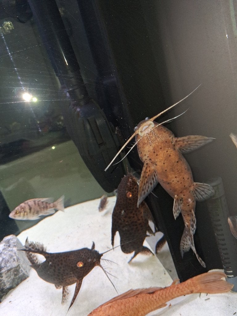 Rugzwemmers te koop, Poisson, Poisson d'eau douce, Banc de poissons