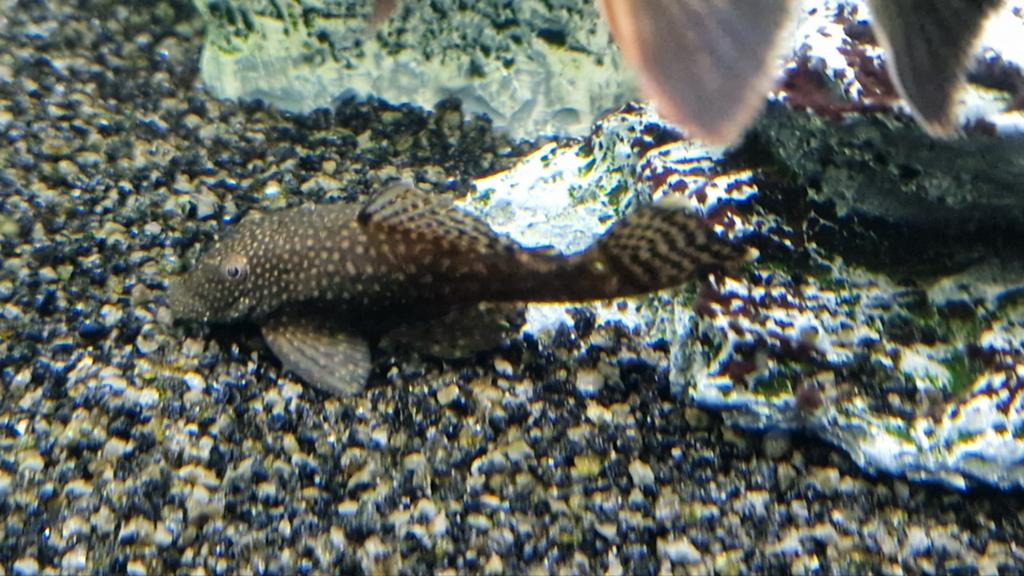 jonge algen eters / bodem kuiser, Dieren en Toebehoren, Vissen | Aquariumvissen
