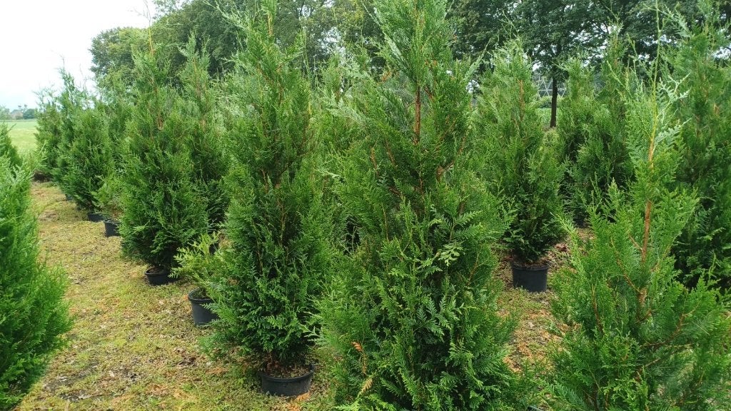 Coniferen, Taxus baccata, palmbomen in pot, Enlèvement, Taxus