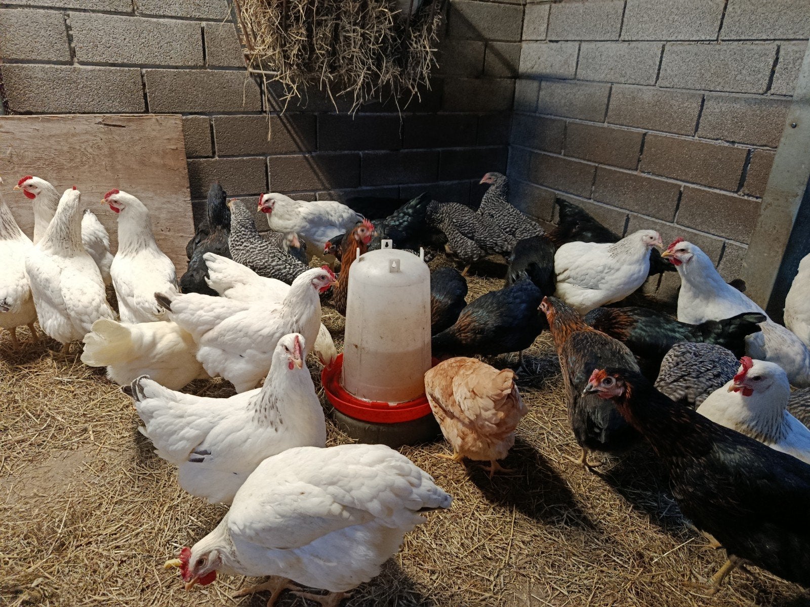 50tal jonge legkippen, verschillende kleuren, Dieren en Toebehoren, Kip