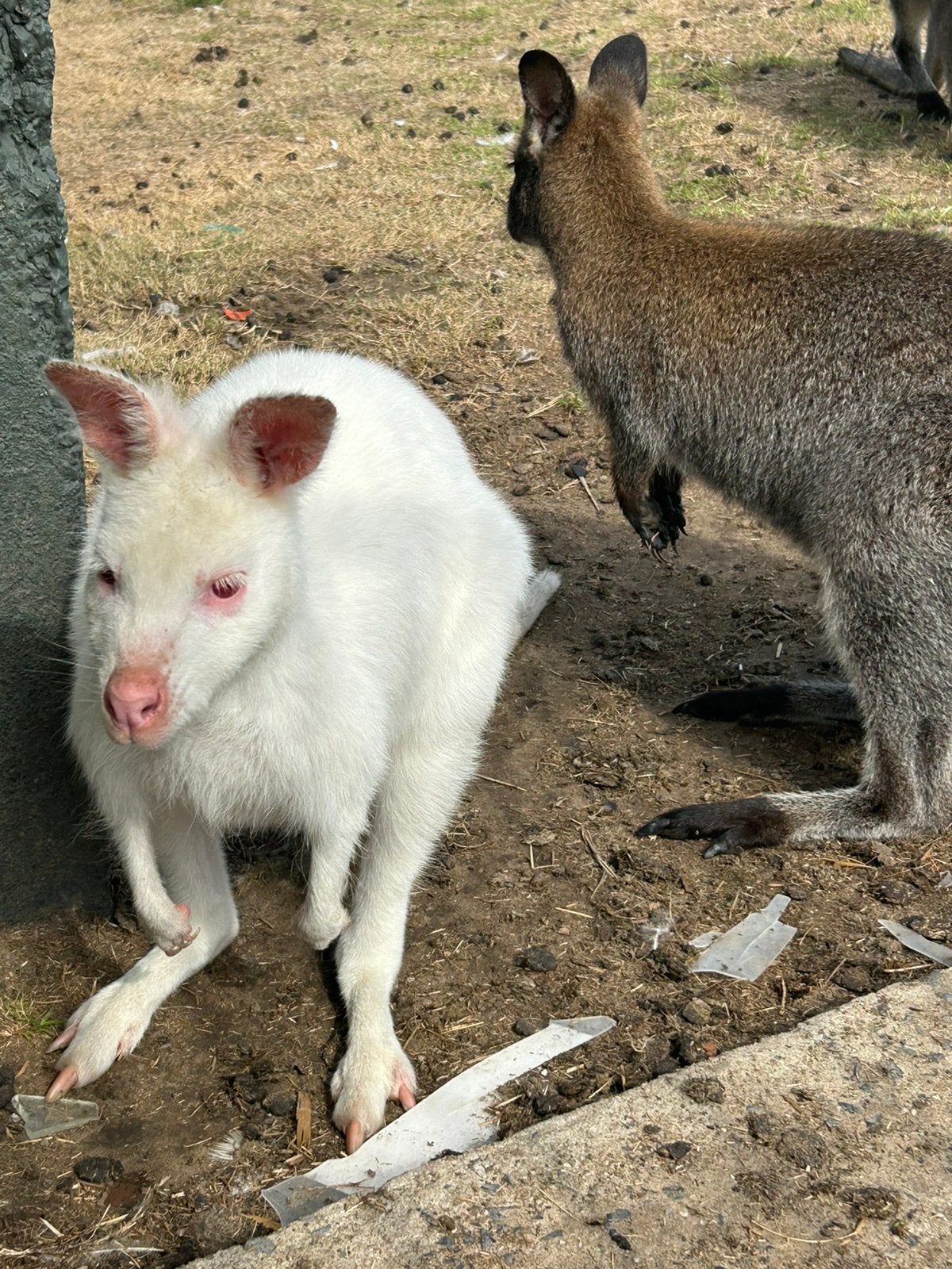 Wallaby man, Dieren en Toebehoren, Overige Dieren, Januari, Mannelijk