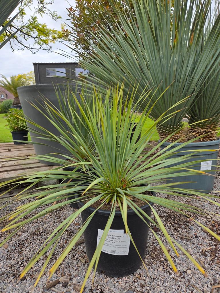 Yucca Rostrata - palmlelie, Jardin & Terrasse, Plantes | Jardin, Enlèvement