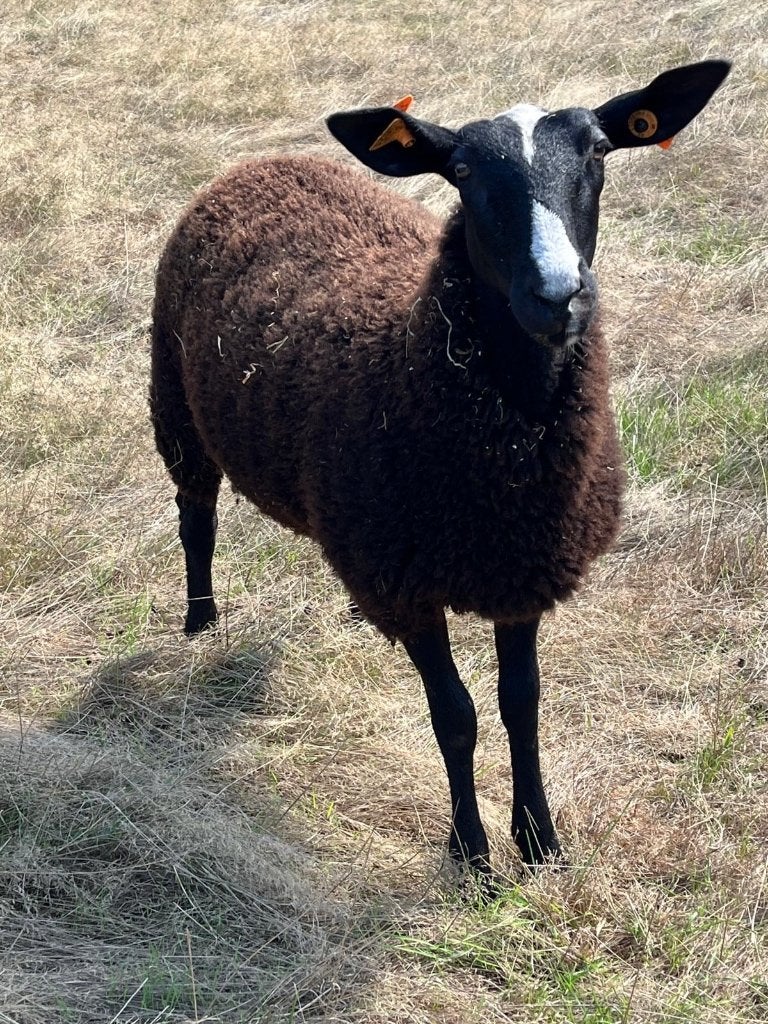 Zwartbles ooilammeren, Animaux & Accessoires, Femelle, Mouton, 0 à 2 ans