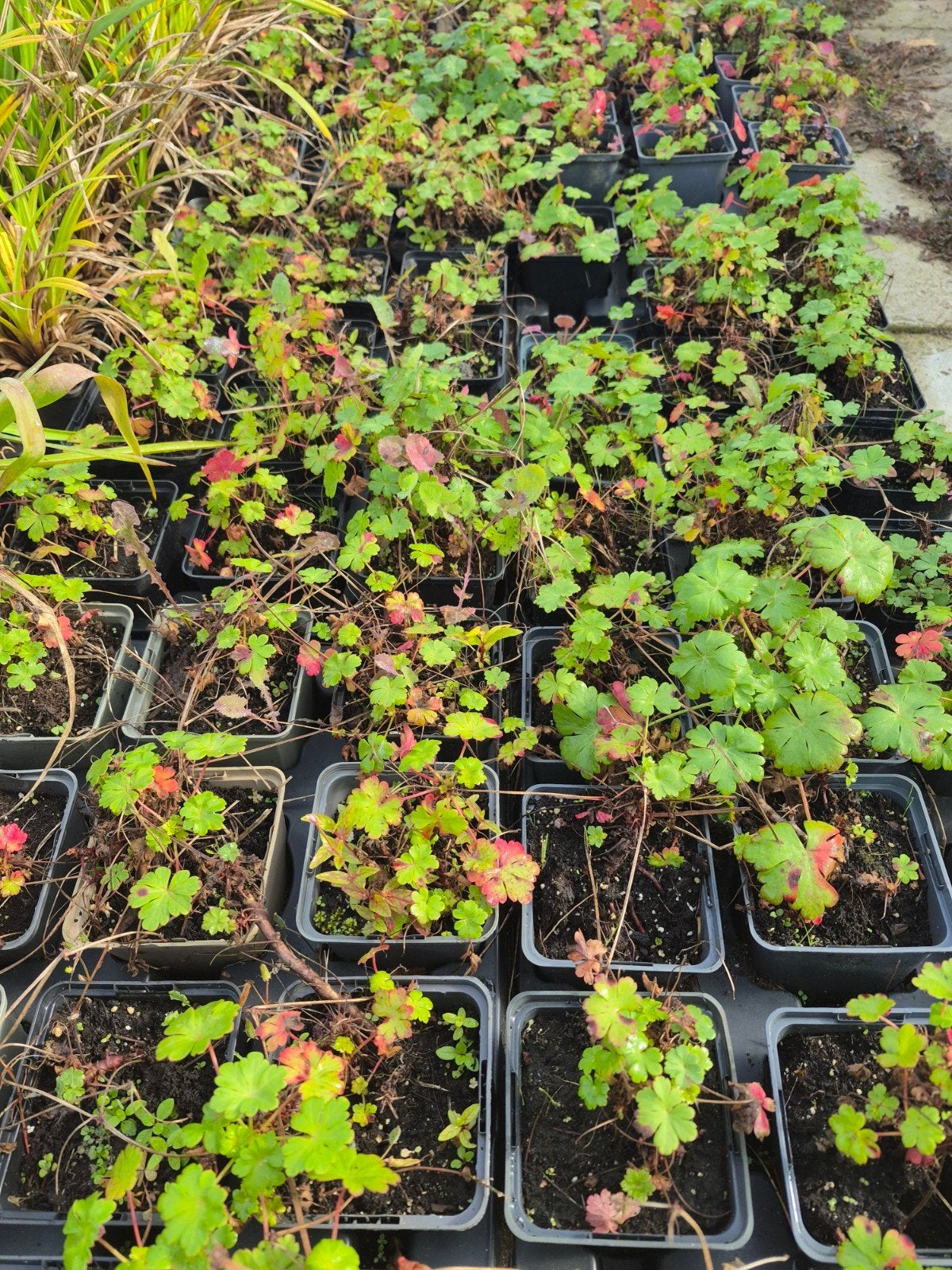 Geranium cantabrigiense 'Cambridge', Jardin & Terrasse, Enlèvement