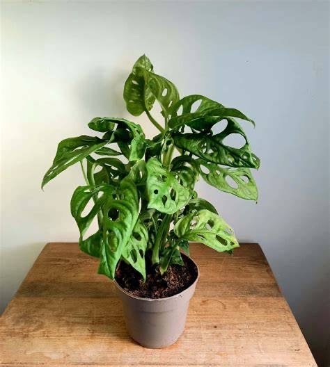 Monstera, Enlèvement ou Envoi, En pot