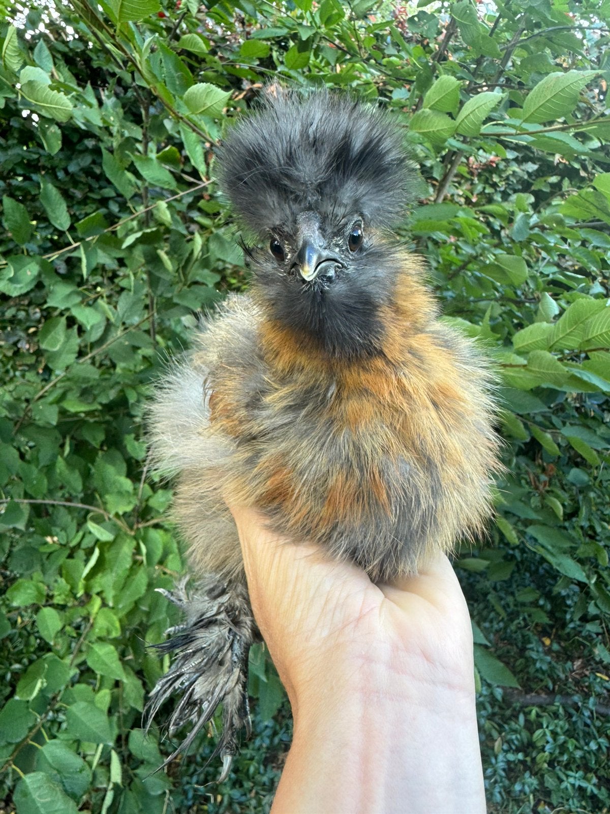 patrijs zijdehoen haantje, Dieren en Toebehoren, Mannelijk, Kip