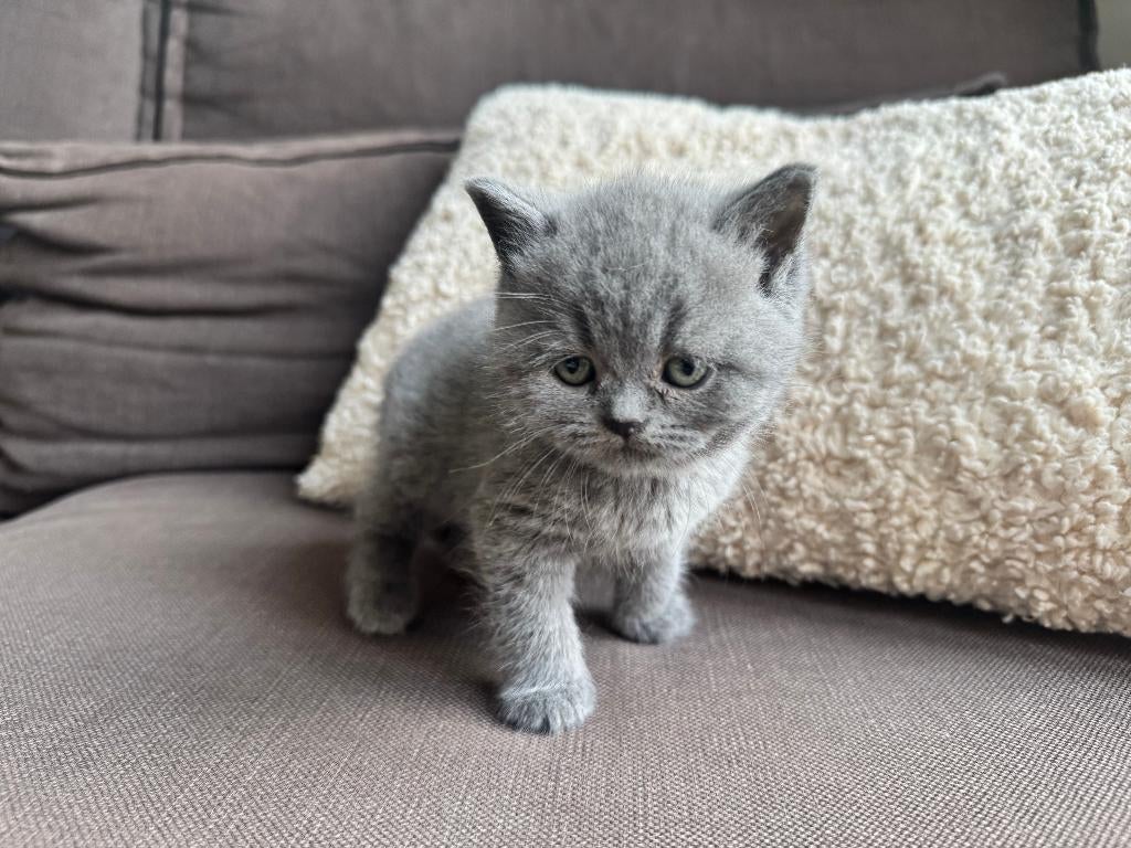 Britse korthaar, Dieren en Toebehoren, Poes, Met stamboom, 0 tot 2 jaar