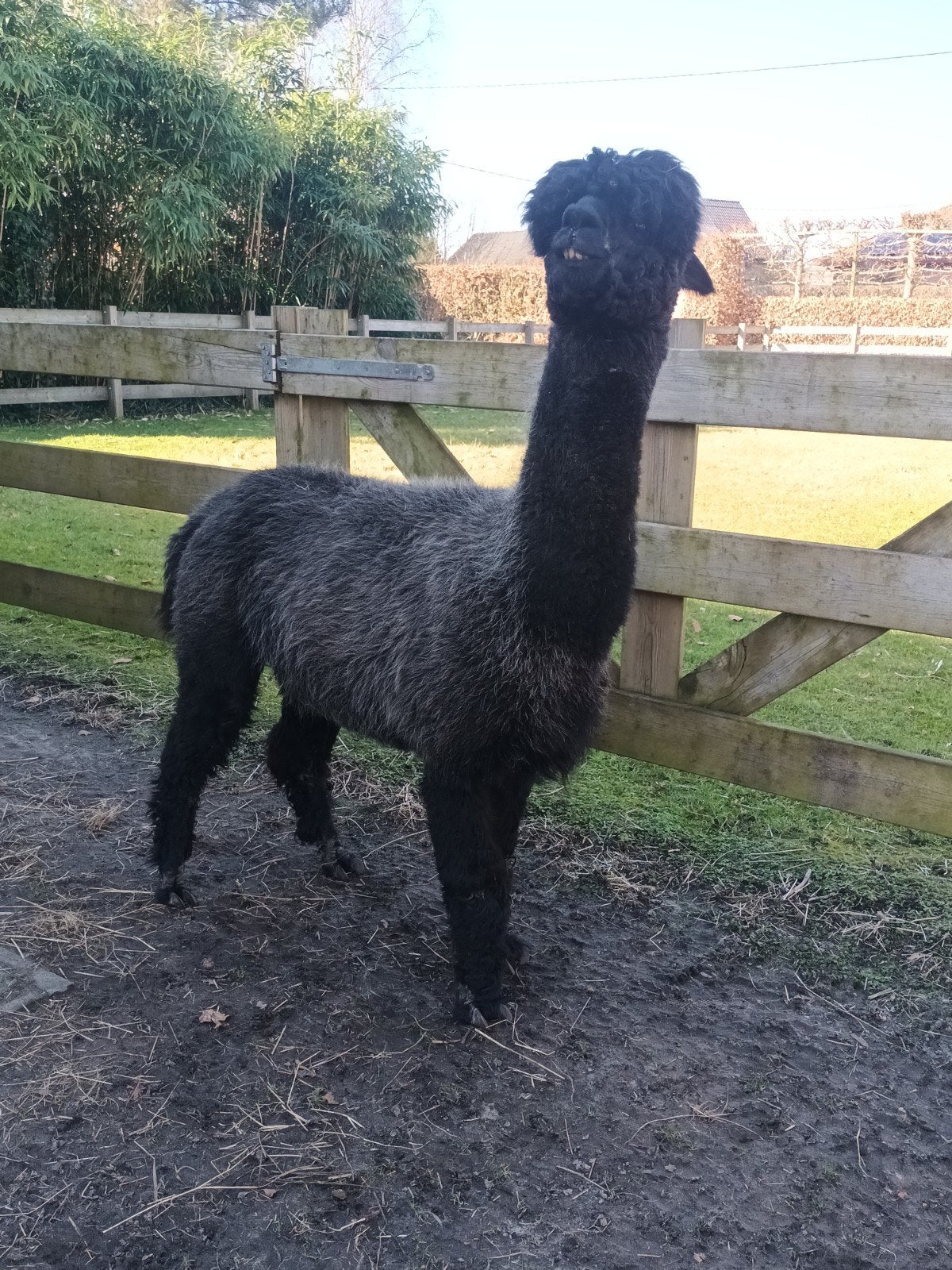 alpacamerrie met stamboom, Animaux & Accessoires, Mai, Femelle