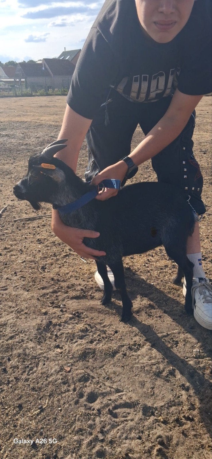 zwart bonte dwerggeitenbok, Dieren en Toebehoren, Schapen, Geiten en Varkens, Mannelijk, Geit, 0 tot 2 jaar