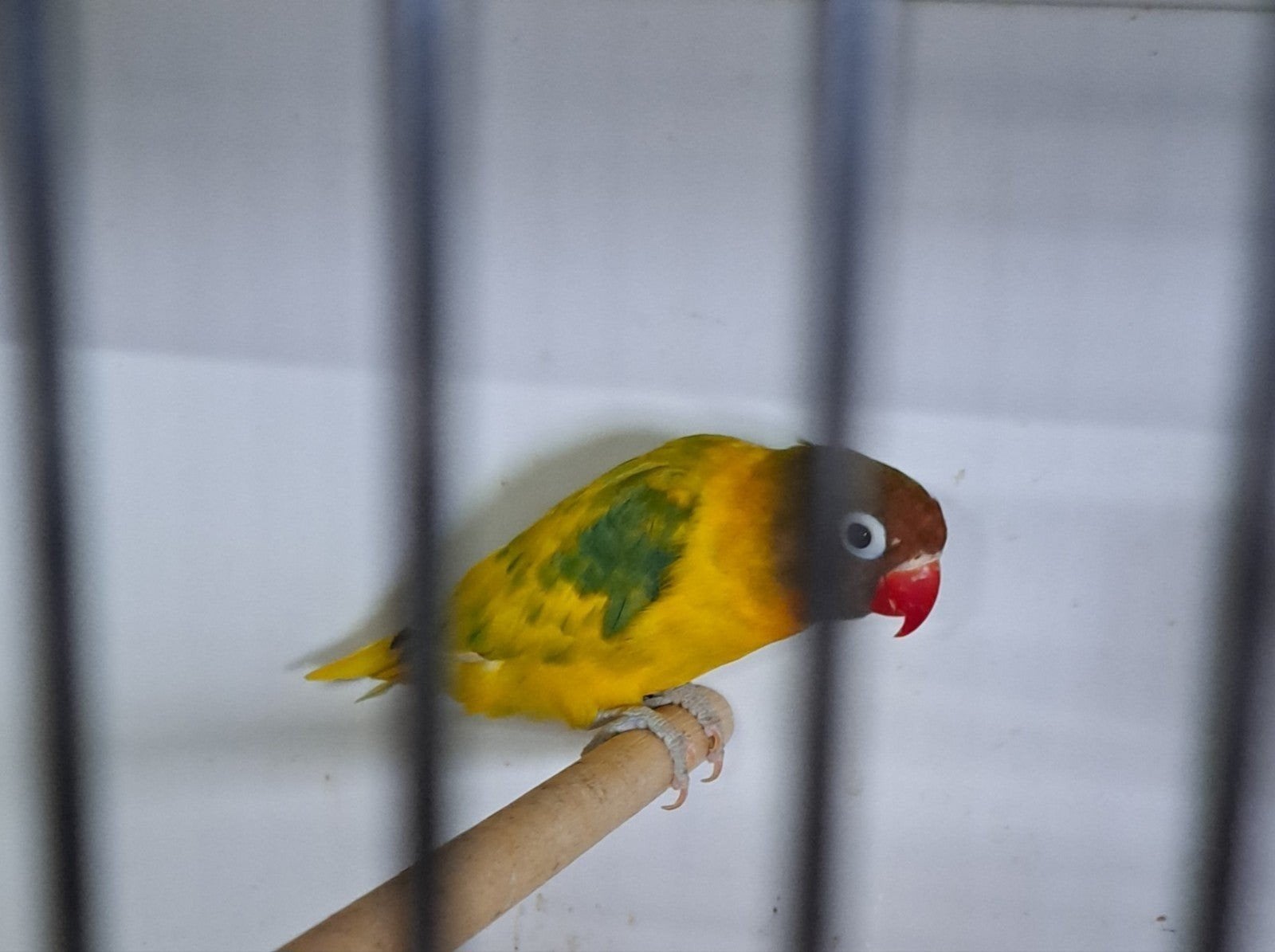 Personata, groenbont 2025, Animaux & Accessoires, Oiseaux | Perruches & Perroquets, Bagué