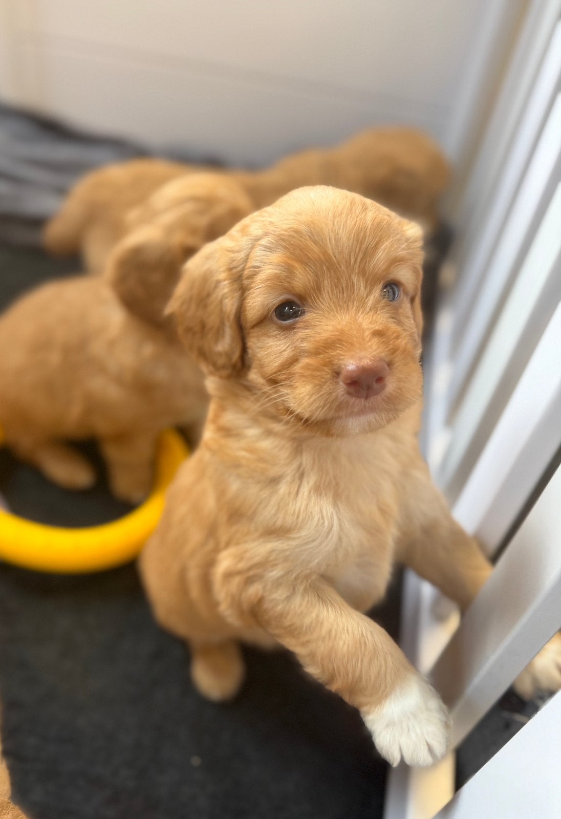 Knappe mini goldendoodle pups, Poedel, België, CDV (hondenziekte), 8 tot 15 weken