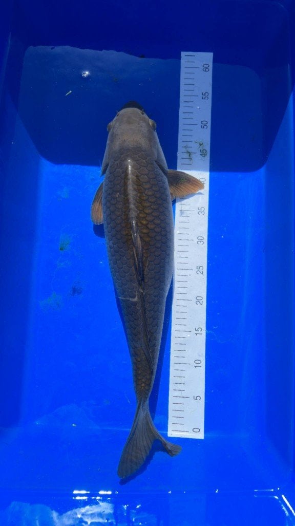 koi, Karper of Koi