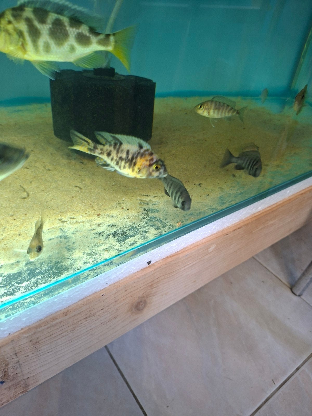 Cichlides malawi couple trio aulonocara multi colors