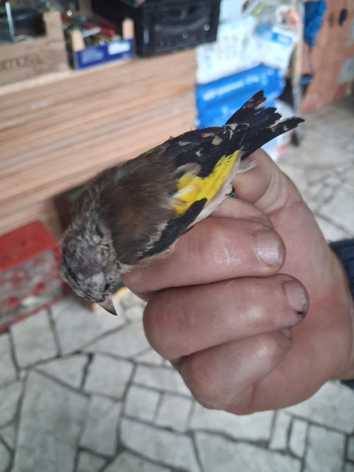 Distelvink, Animaux & Accessoires