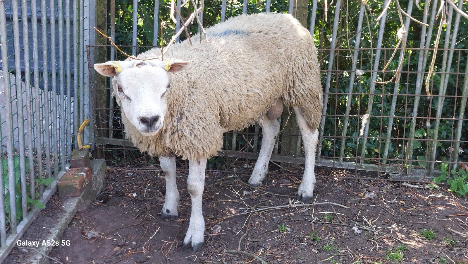 Bokken, 1 an. Texel uniquement., Animaux & Accessoires, Moutons, Chèvres & Cochons, Mâle, Mouton, 0 à 2 ans