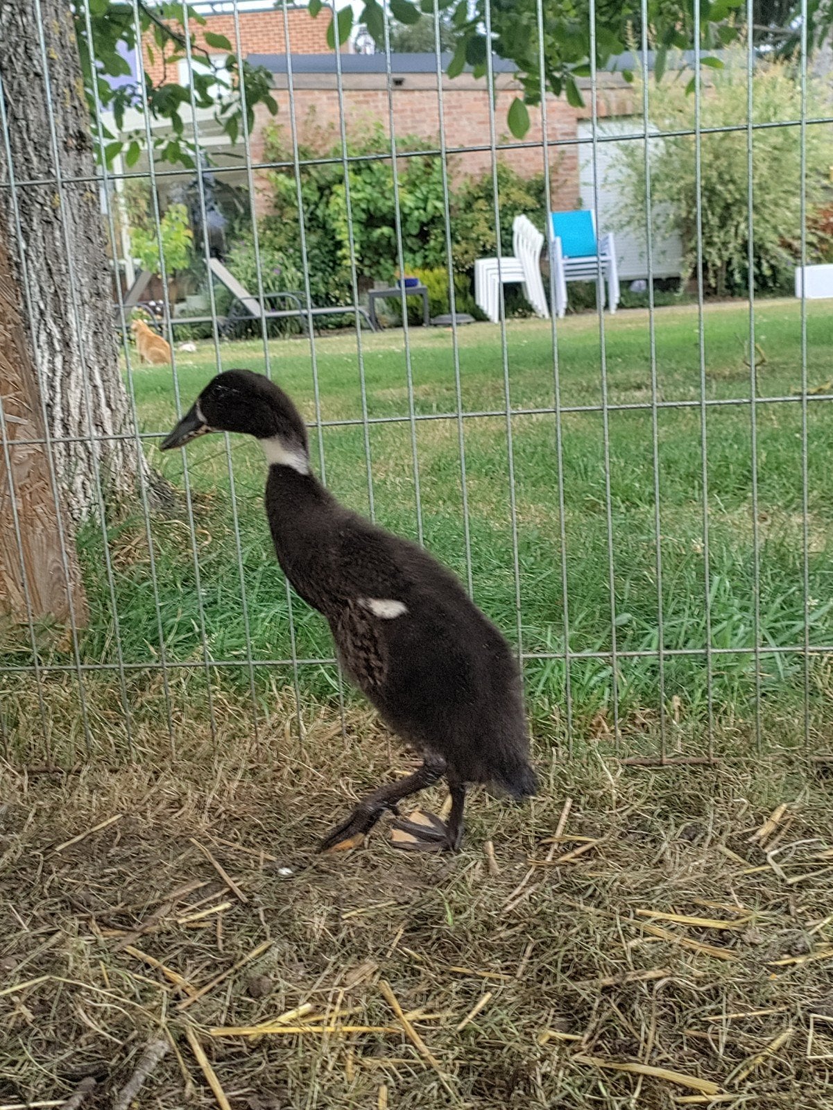 Loopeend, Dieren en Toebehoren, Pluimvee, Meerdere dieren, Eend
