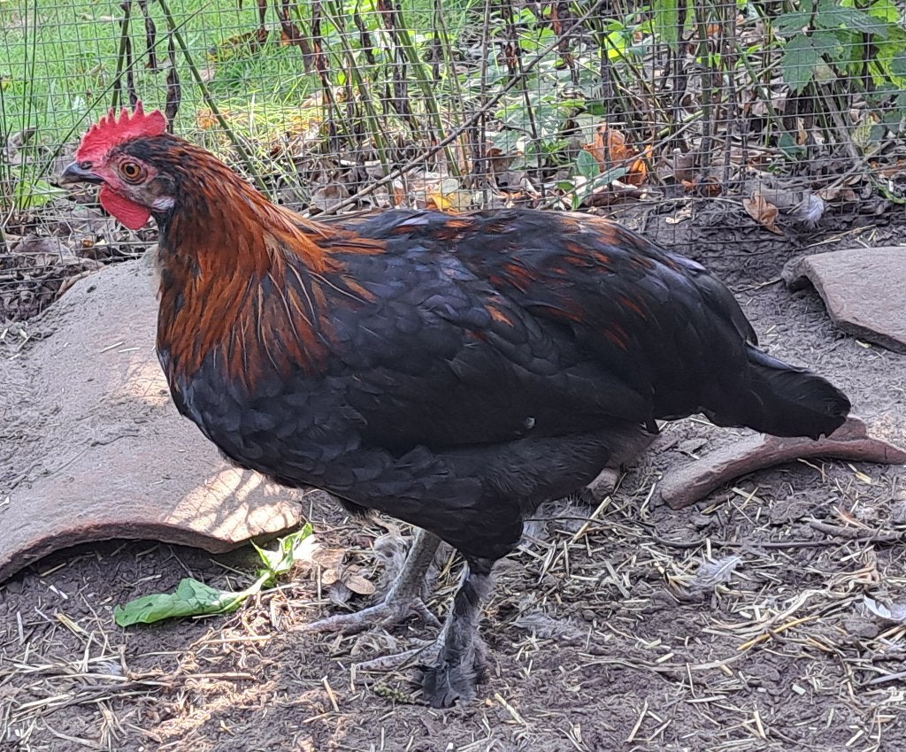 Marans haantje te koop, Dieren en Toebehoren, Mannelijk, Kip