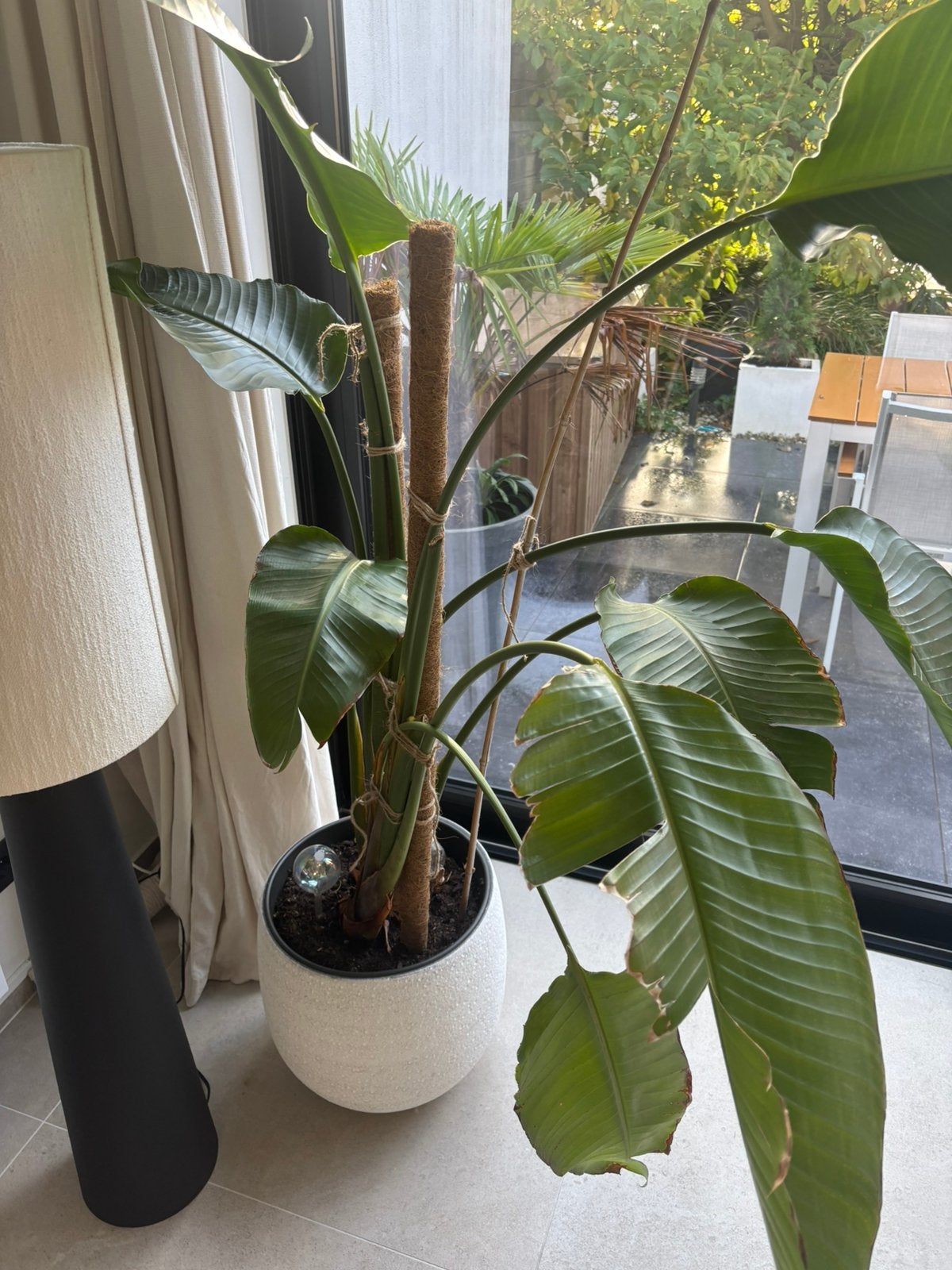Strelitzia - paradijsvogel plant, Ophalen