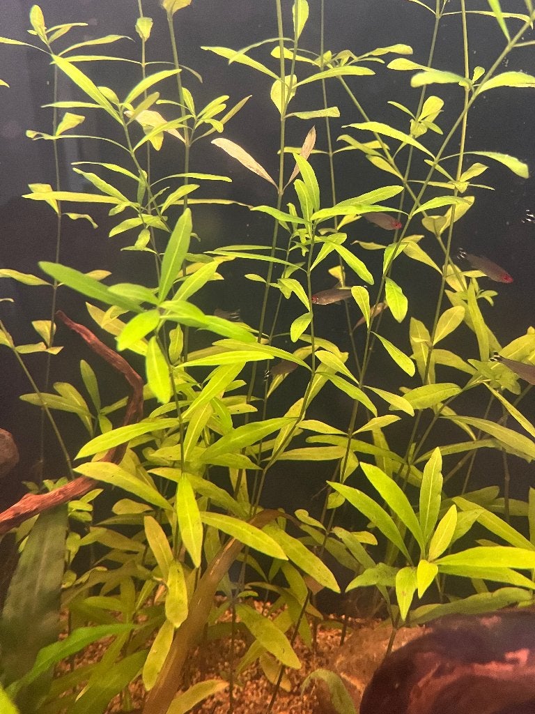 Plantes, poissons et aquarium, Ophalen, Gebruikt, Overige merken, Inclusief vissen