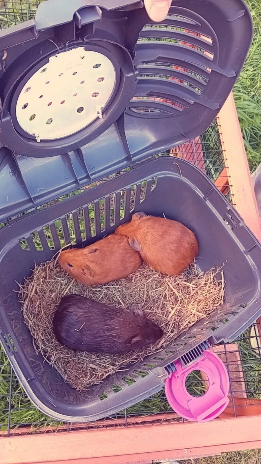 3 cavia beertjes broertjes 4 weken oud, Animaux & Accessoires, Septembre, Mâle, Cobaye