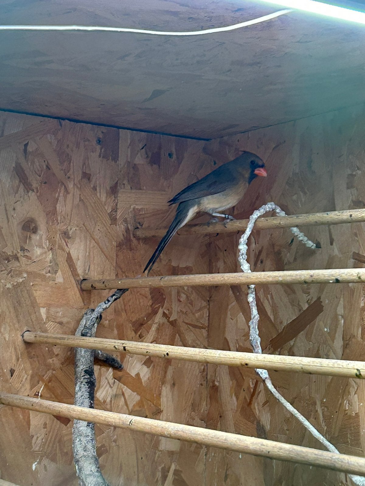 Koppel Kardinalen, Meerdere dieren, Geringd