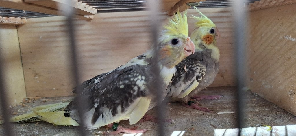 Jonge Valkparkietjes, Geslacht onbekend, Parkiet, Geringd