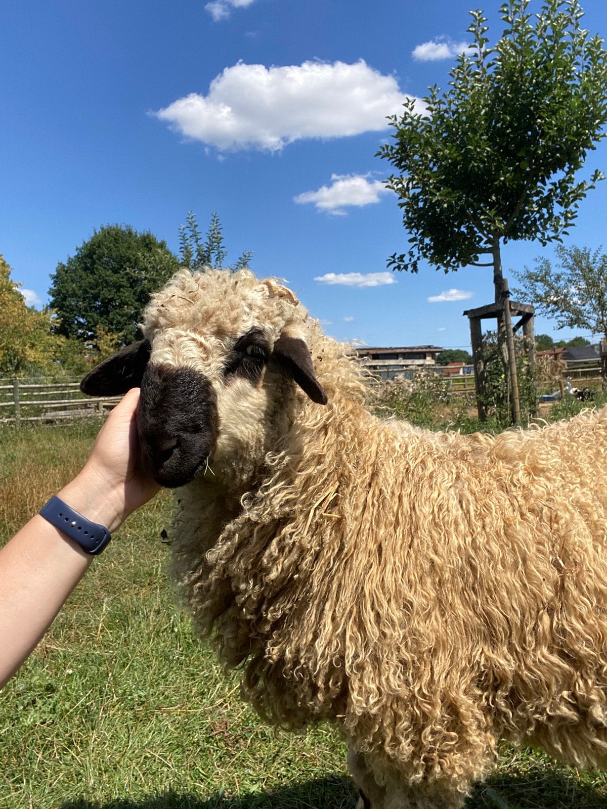 Ooien te koop, Dieren en Toebehoren, Vrouwelijk, Schaap, 3 tot 5 jaar
