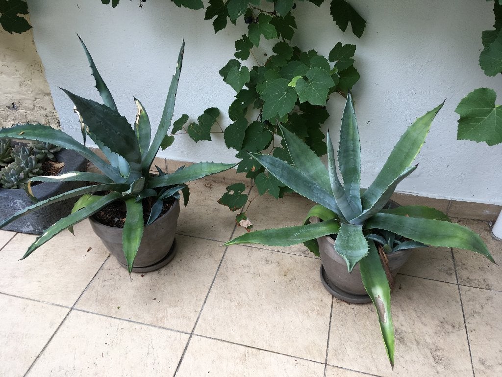 Agaves en pots de terre cuite, Jardin & Terrasse, Enlèvement