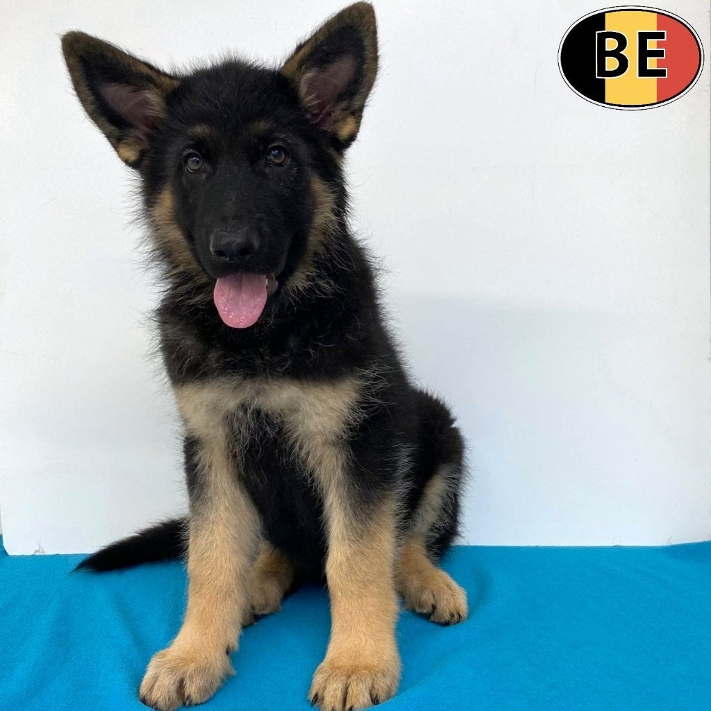 Duitse Herder - Belgische pups te koop, Dieren en Toebehoren, Honden | Herdershonden en Veedrijvers, Meerdere dieren, Herder, Handelaar
