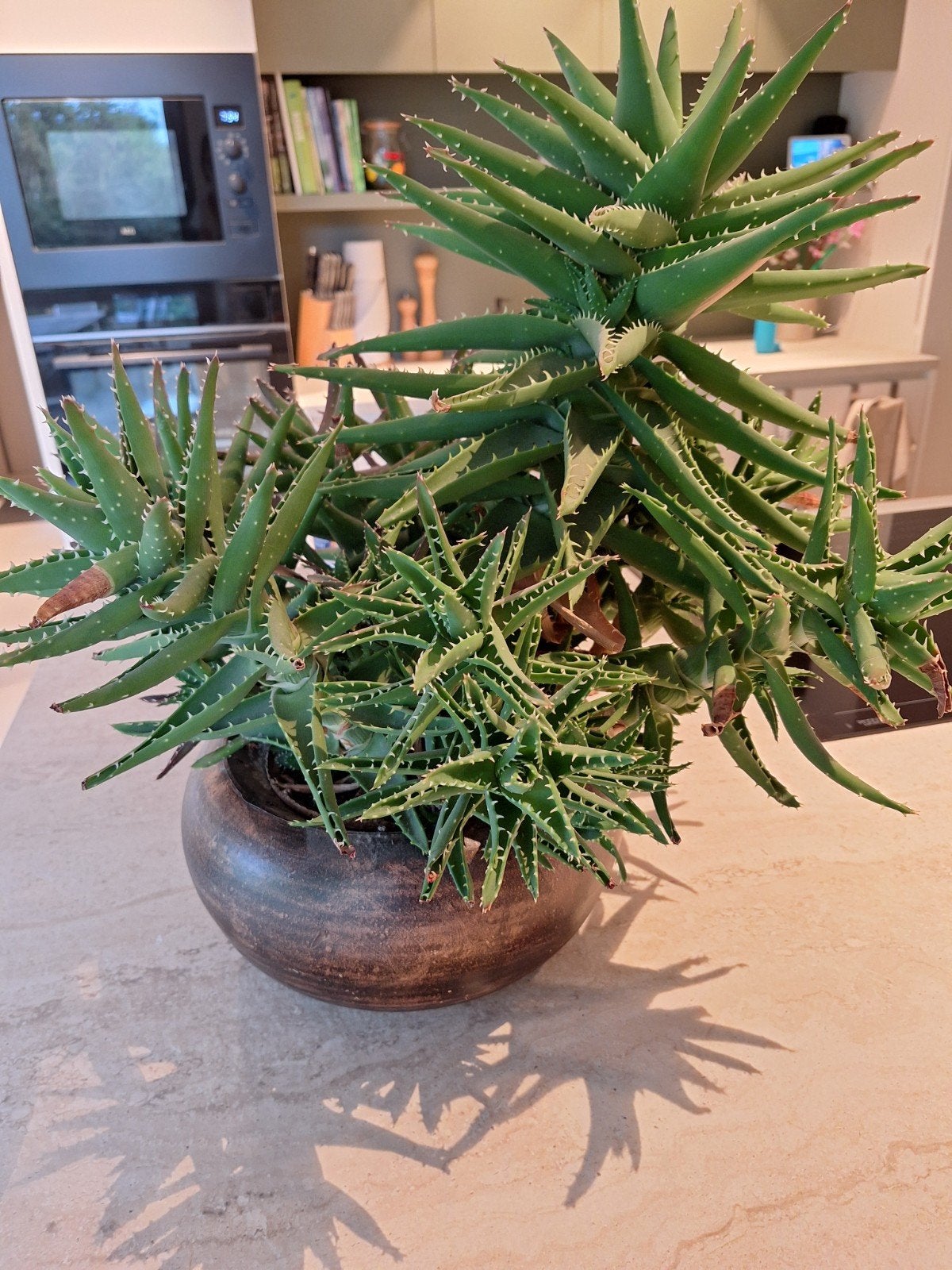 aloe Vera plant gratis, Maison & Meubles, Enlèvement