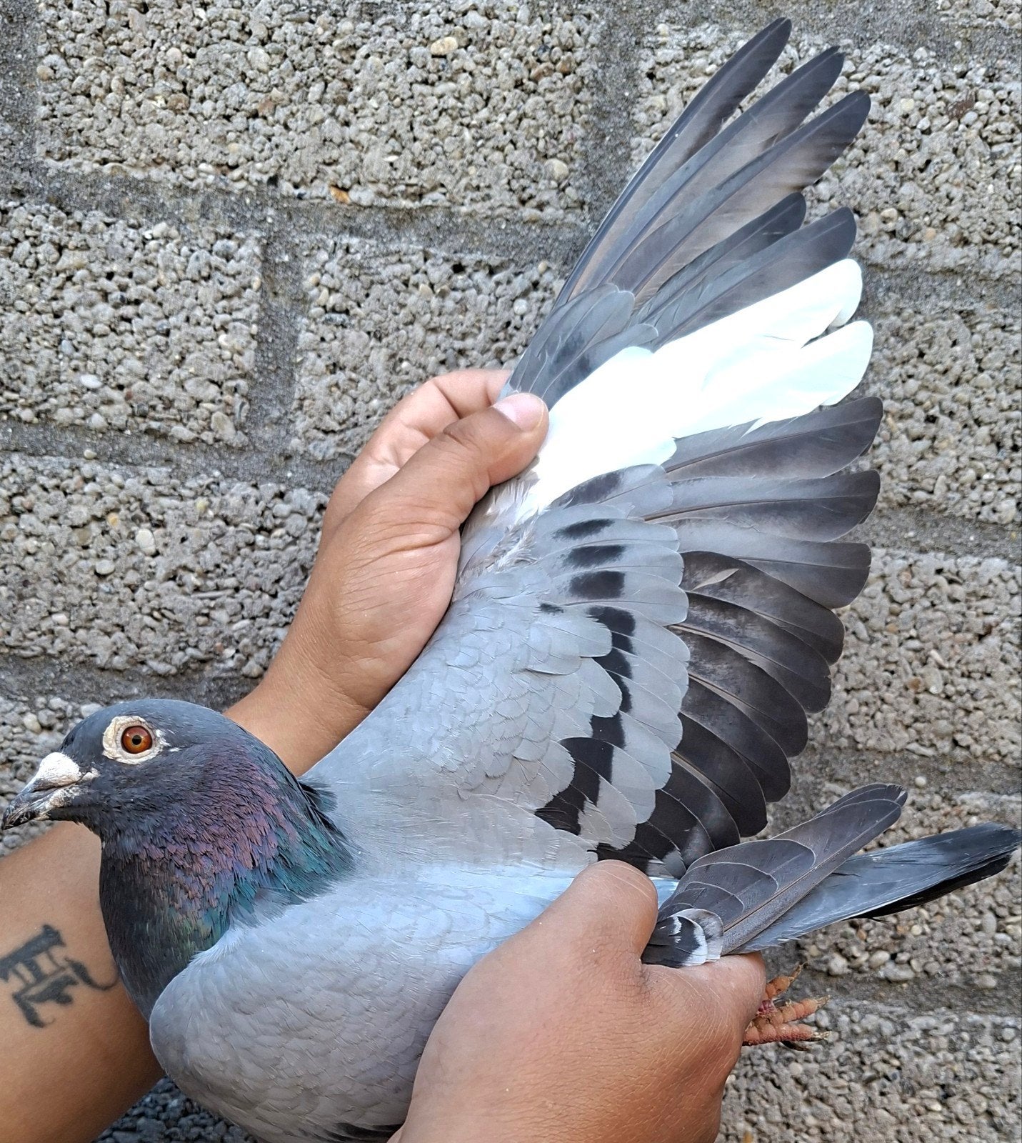 pigeon de course « NEW KIM » /"FERRARI », Animaux & Accessoires, Oiseaux | Pigeons, Mâle, Pigeon voyageur