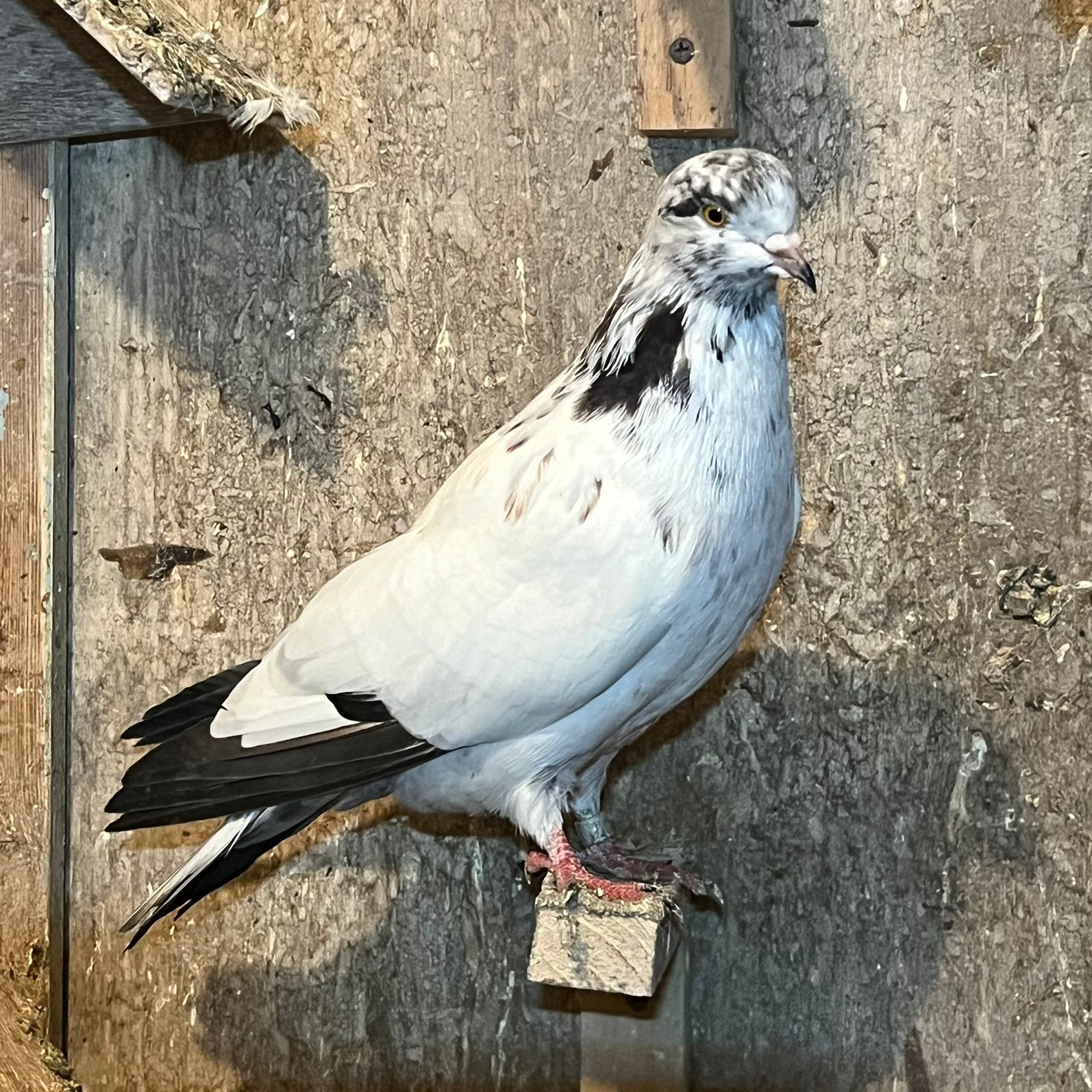 Iraanse Duiven, Dieren en Toebehoren