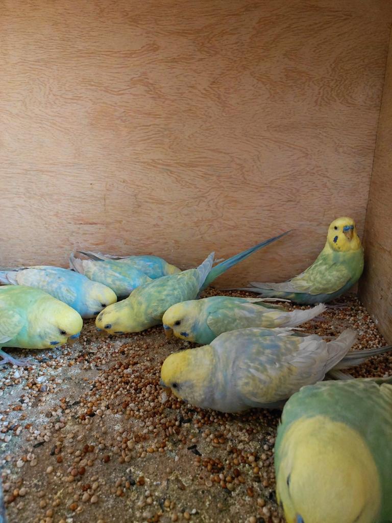 Regenboogparkieten, Plusieurs animaux, Perruche, Bagué