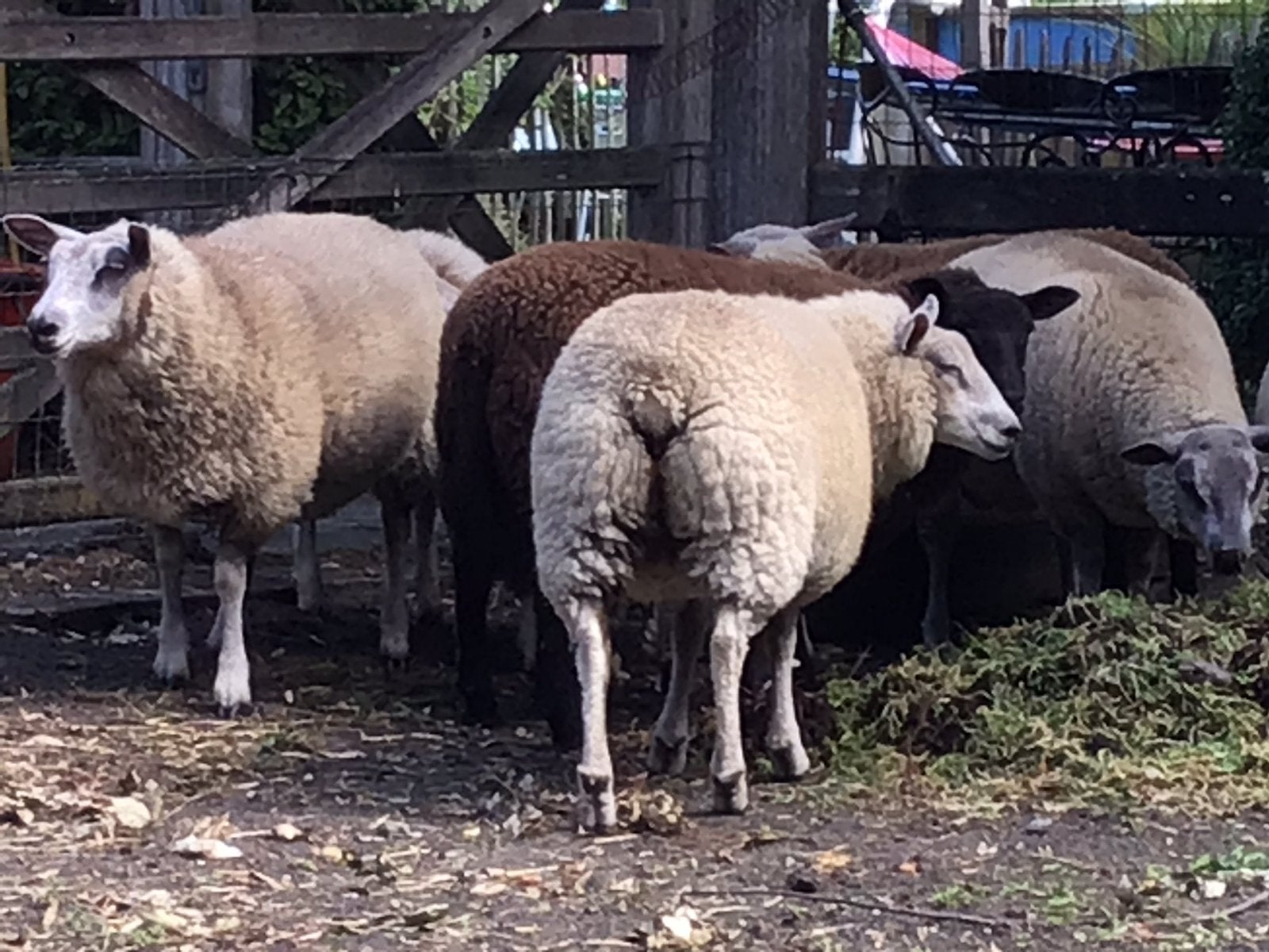 Schapen te koop, Animaux & Accessoires, Plusieurs animaux, Mouton