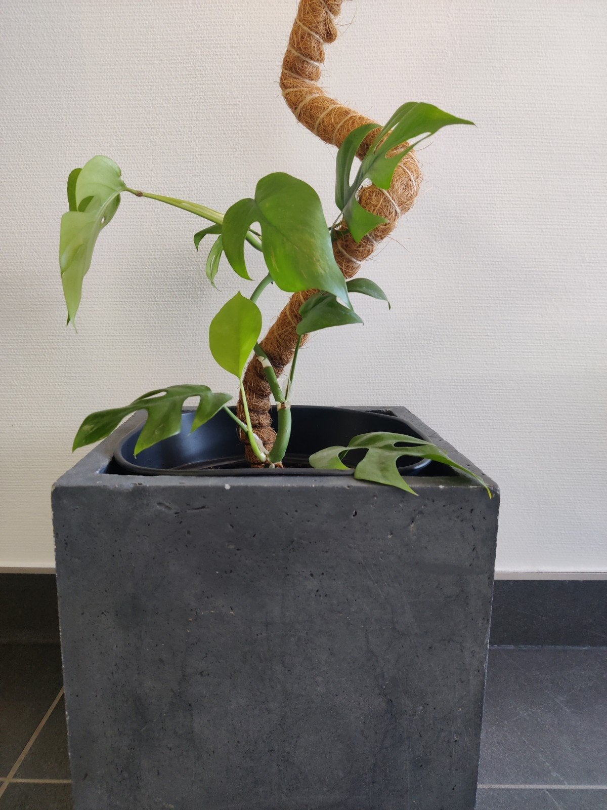 Prachtige monstera, Huis en Inrichting, Kamerplanten, Ophalen