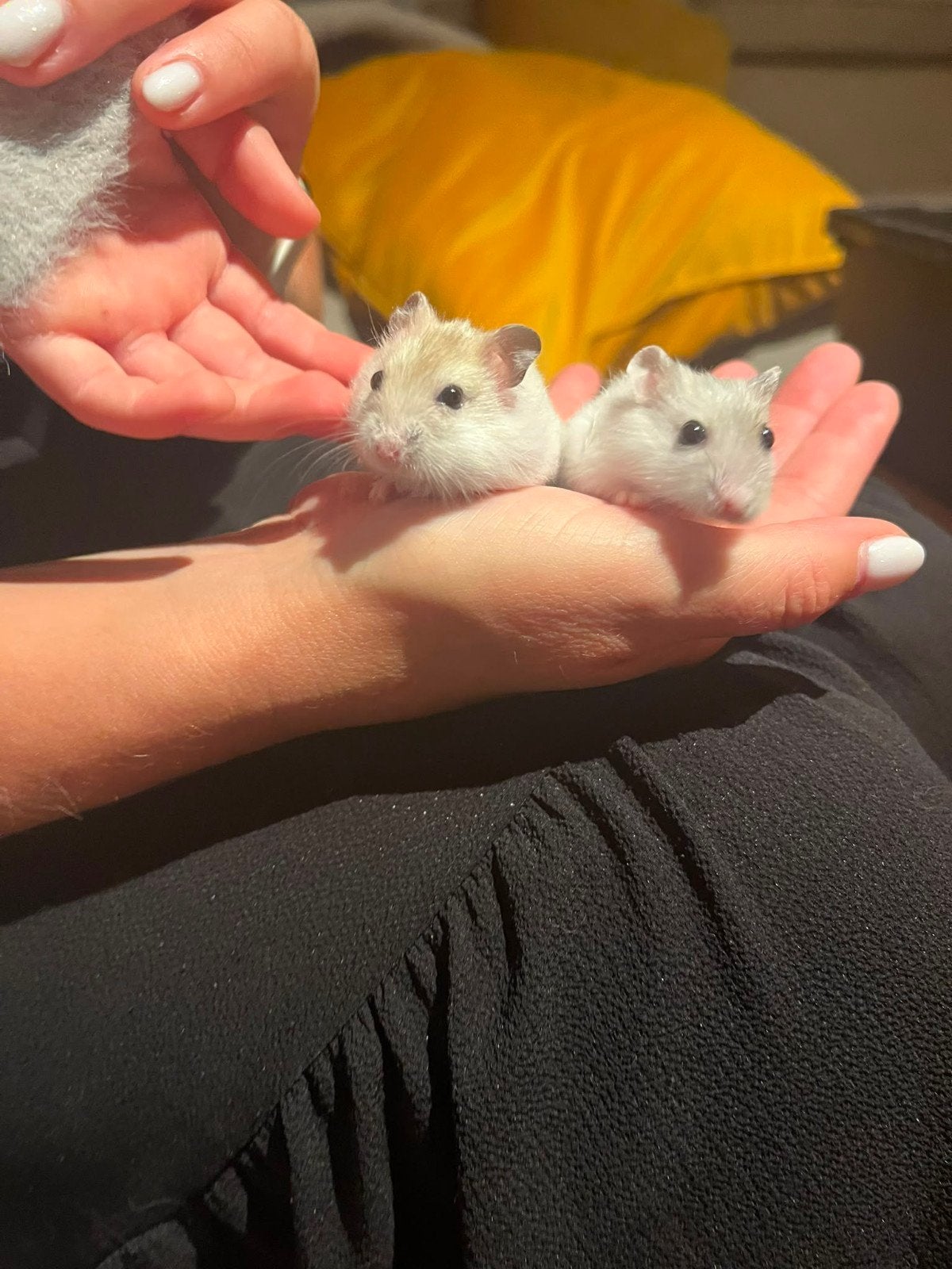 Hamster meisjes, Dieren en Toebehoren, Knaagdieren, Juni, Vrouwelijk, Hamster