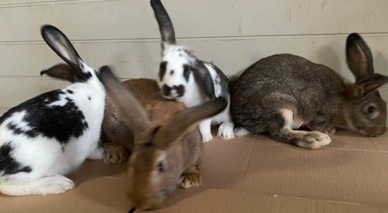 kweek/vleeskonijnen, Dieren en Toebehoren, Konijnen, Meerdere dieren, Groot, 0 tot 2 jaar