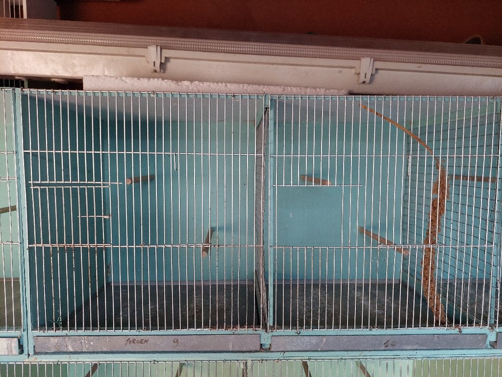 Kweekkooien, Enlèvement, Utilisé, Cage d'élevage