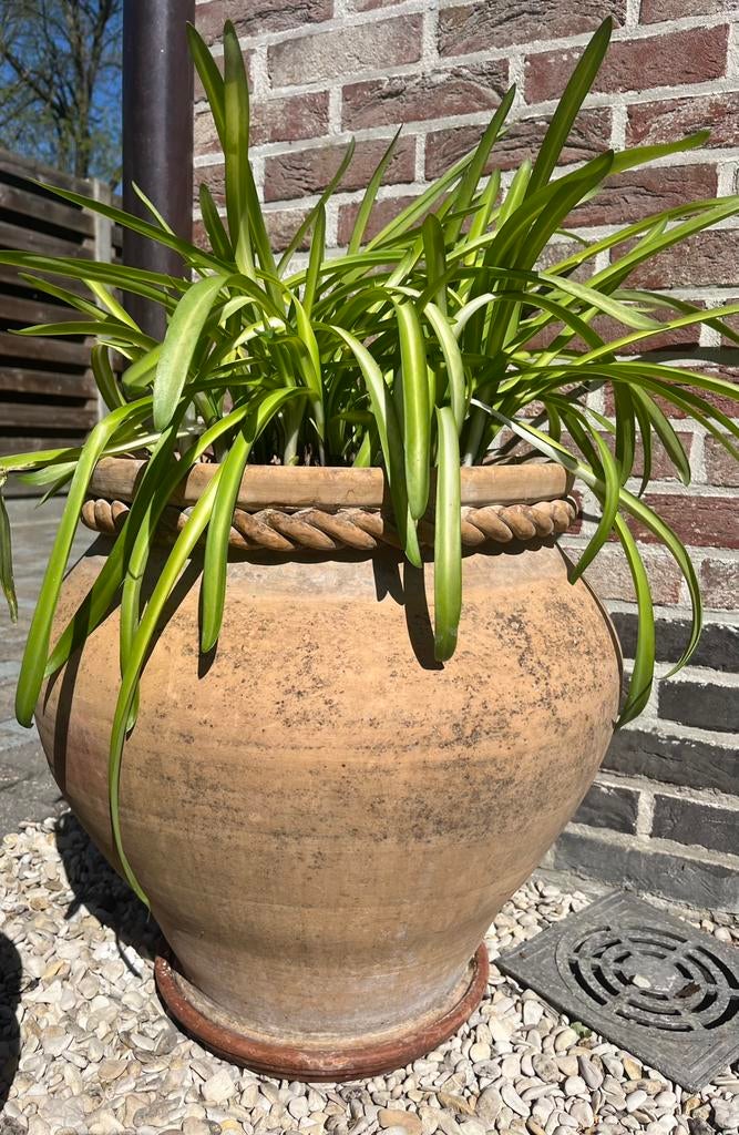 Grote vorstvrije terracotta bloempot met koordrand en agapan, Tuin en Terras, Ophalen, Zo goed als nieuw, Terracotta