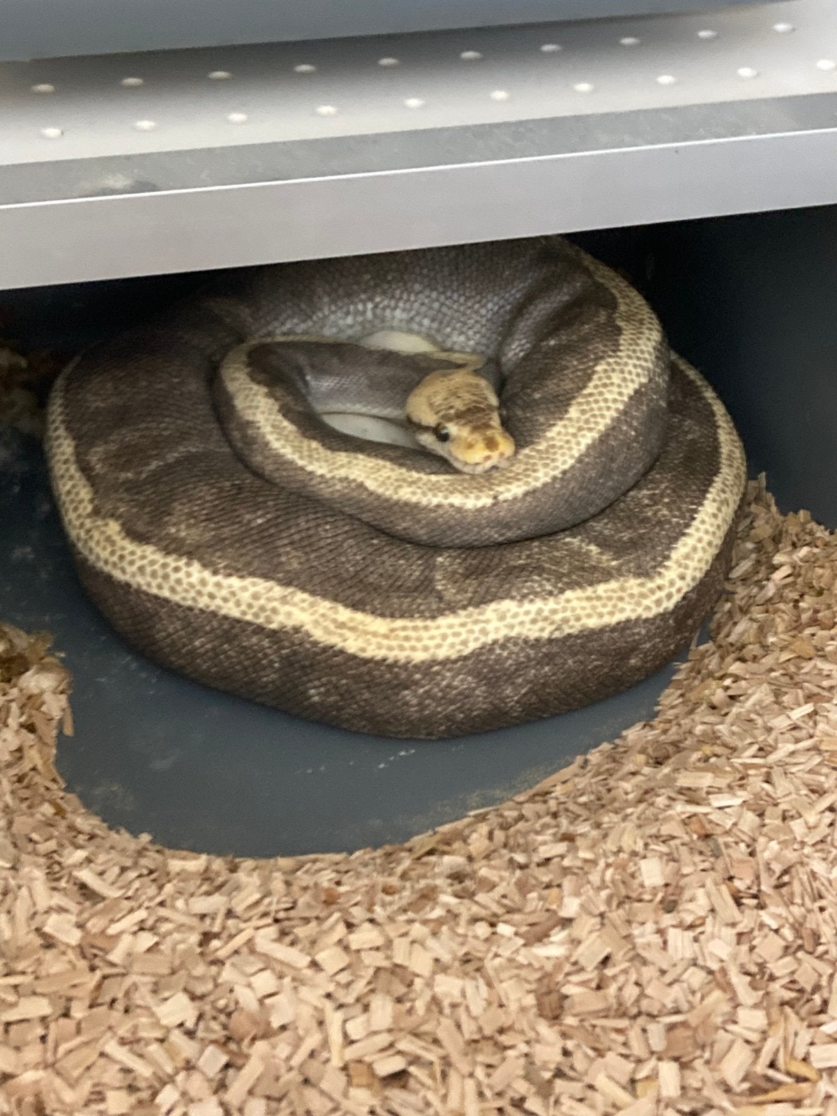 Ball pythons te koop