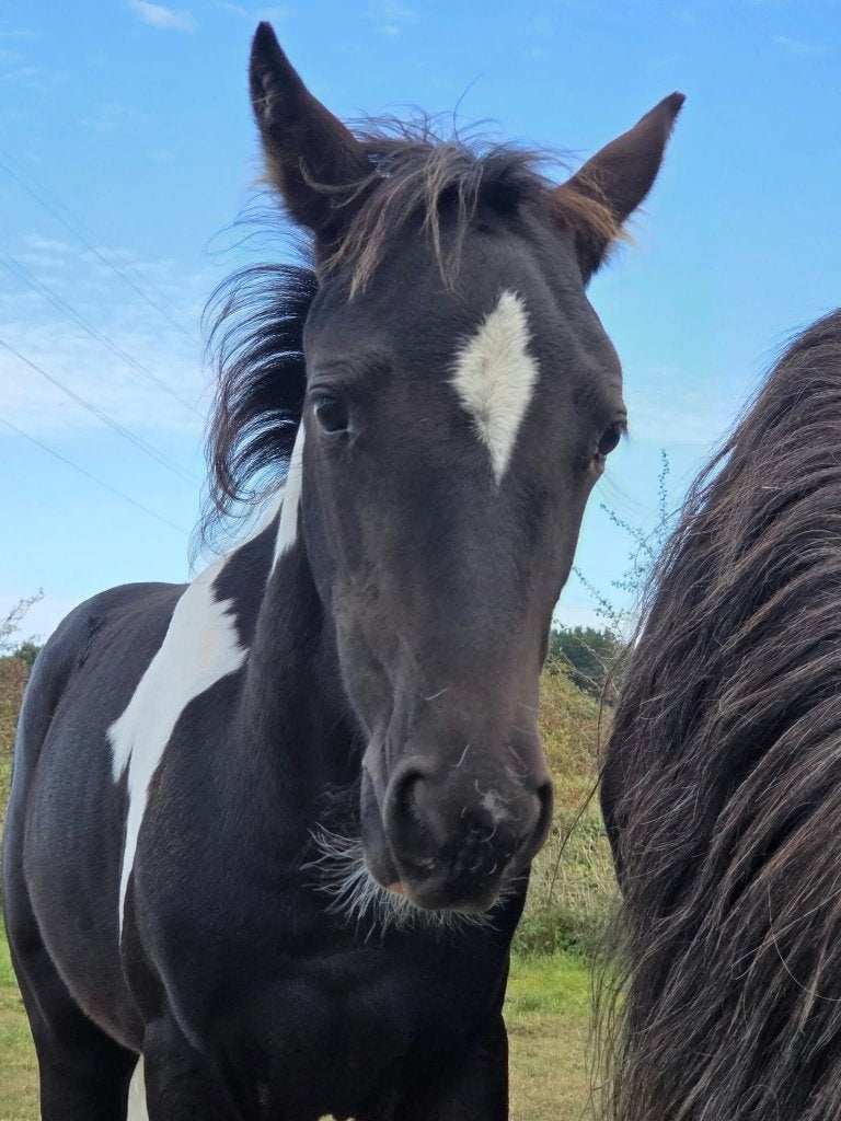 Superbe pouliche, Merrie, Minder dan 160 cm, Niet van toepassing, 0 tot 2 jaar
