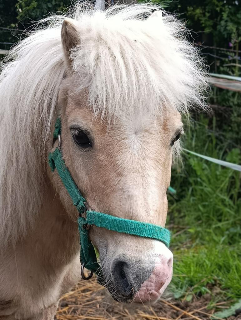 Lieve shetland hengst, Dieren en Toebehoren, Pony's, Hengst, A pony (tot 1.17m), Met stamboom, 11 jaar of ouder