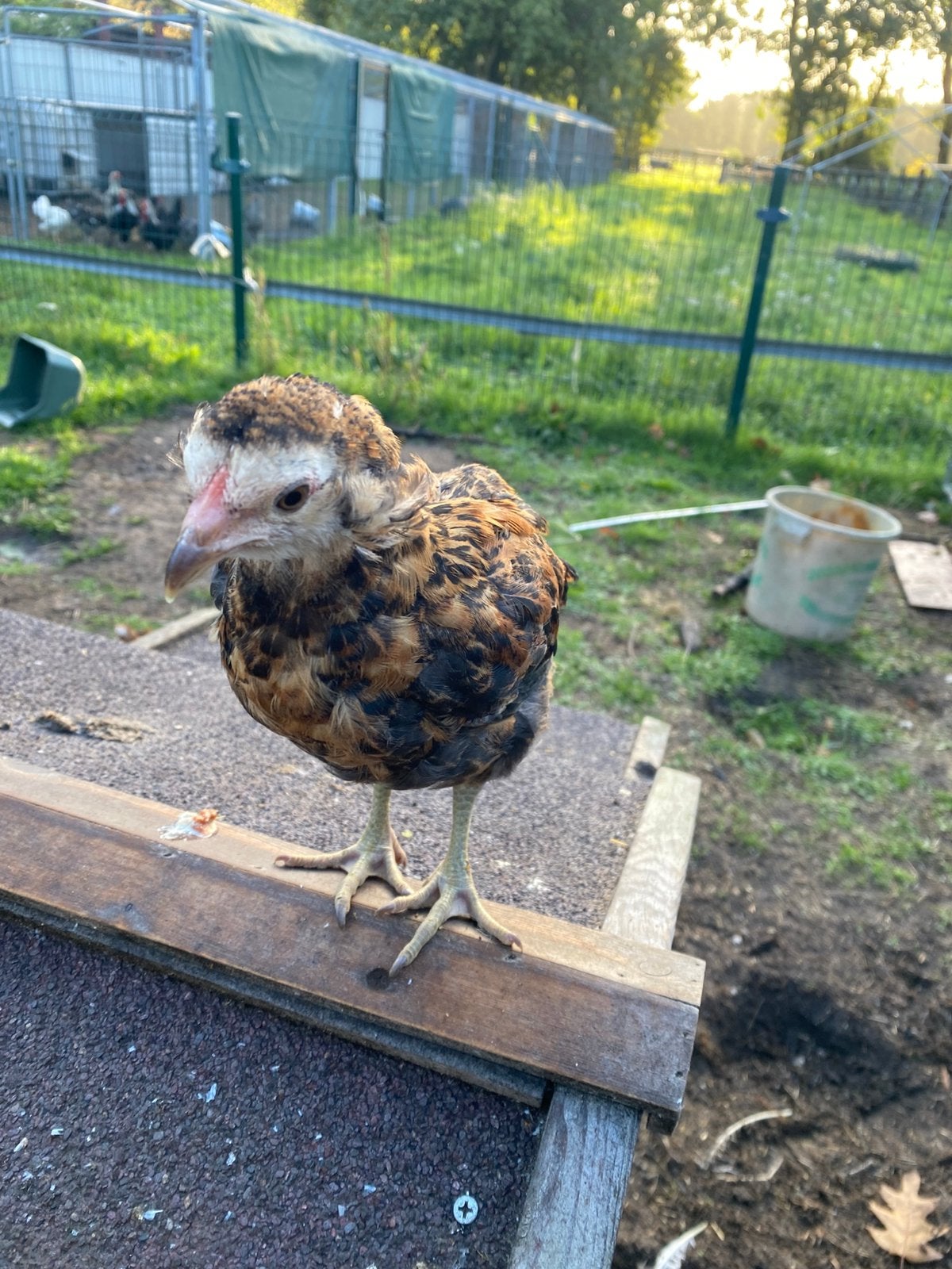 Aracuana hennen, Femelle, Poule ou poulet