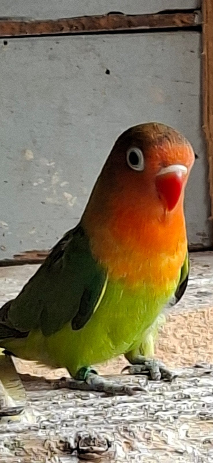 Agapornis 2026