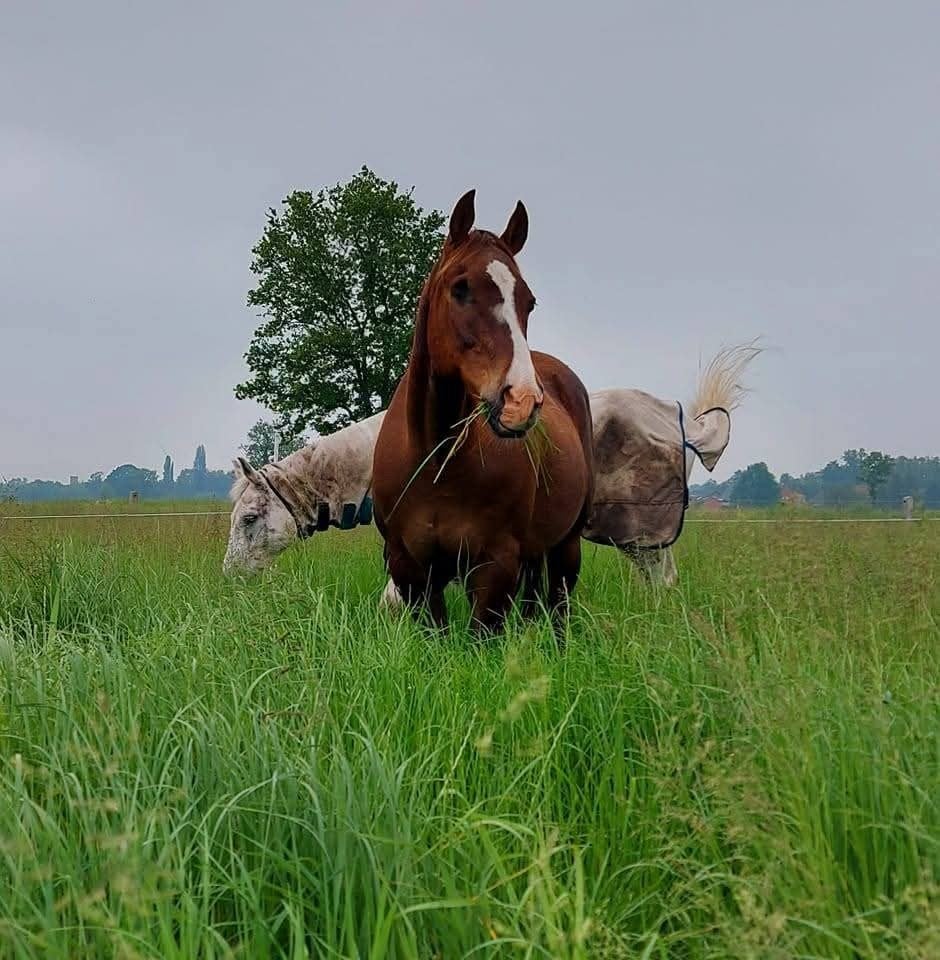 Pensioenweide halfpension, Dieren en Toebehoren